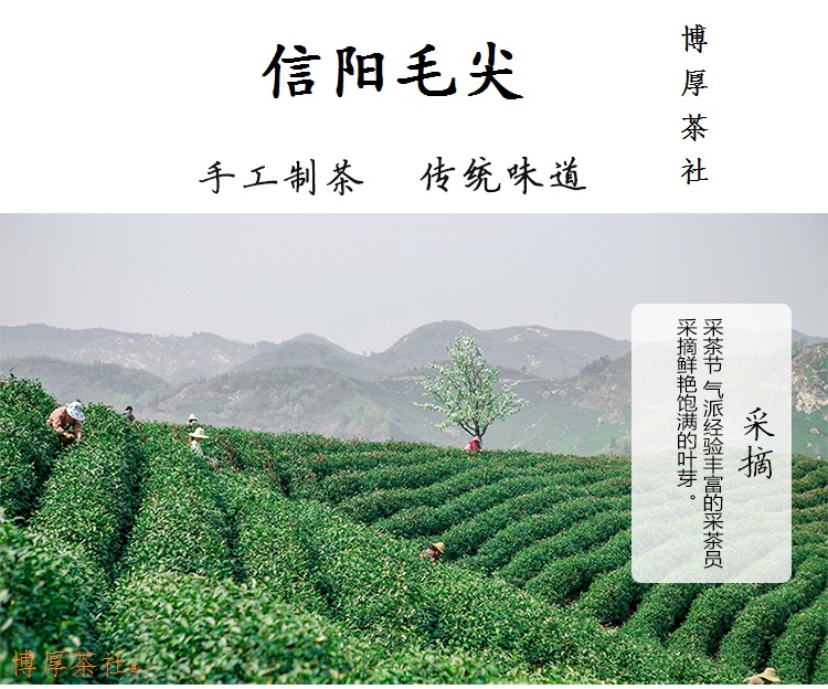 信阳毛尖制茶工艺